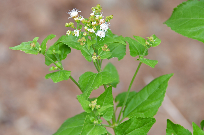 Fragrant Snakeroot leaves are yellow-green or grayish, opposite and noticeably veined. Leaves may be smooth or hairy, heart-shaped and with small soft hairs. The margins are variable. Ageratina herbacea